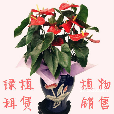 武汉武昌区礼品鲜花公司 58网邻通礼品花卉销售的全流程服务